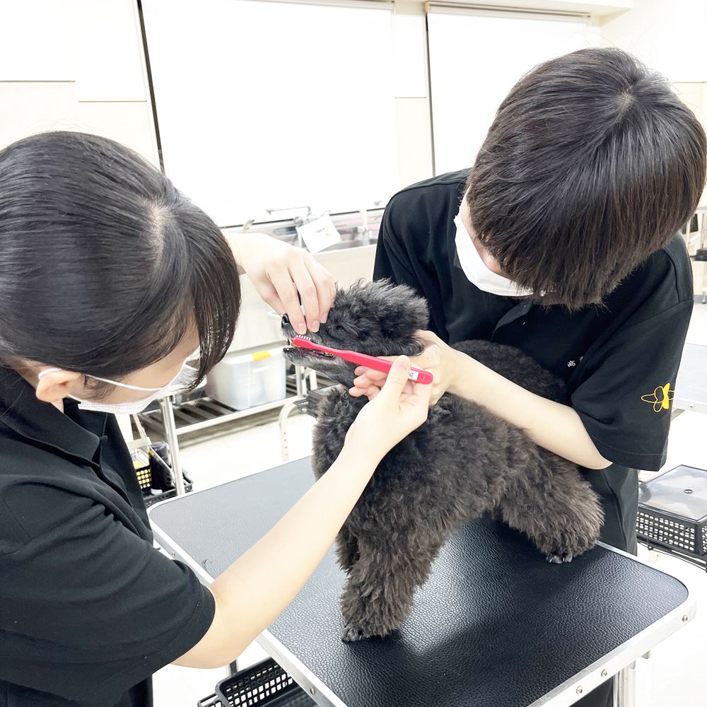 ２年生の看護実習～保定＆歯みがき～